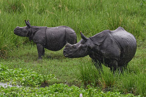 One-horned rhinoceroses in Assam